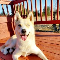 Aurora Veterinary Hospital ico