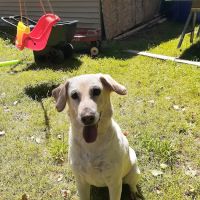 Greenwood Animal Hospital ico