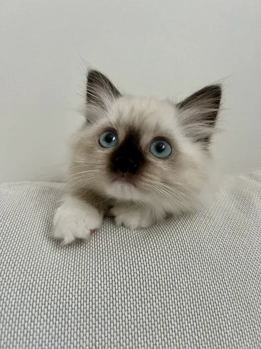 Fojo Ragdolls Picture 1