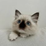 Fojo Ragdolls