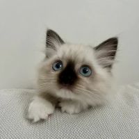 Fojo Ragdolls ico
