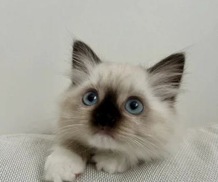 Fojo Ragdolls