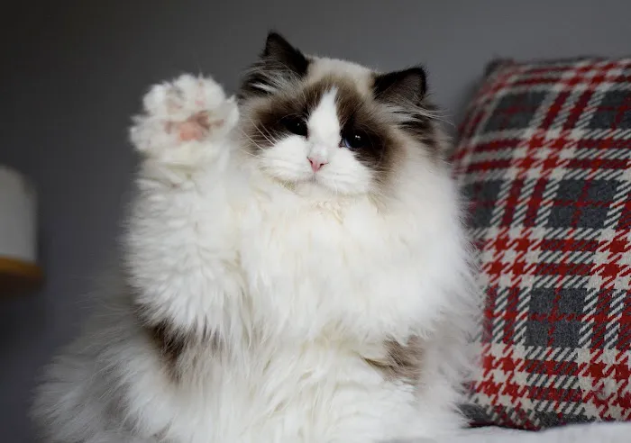 Fojo Ragdolls Picture 2
