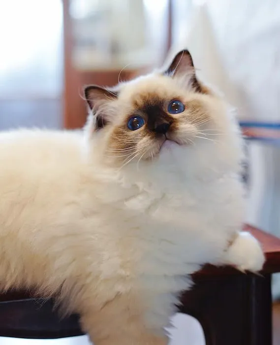 Fojo Ragdolls Picture 3