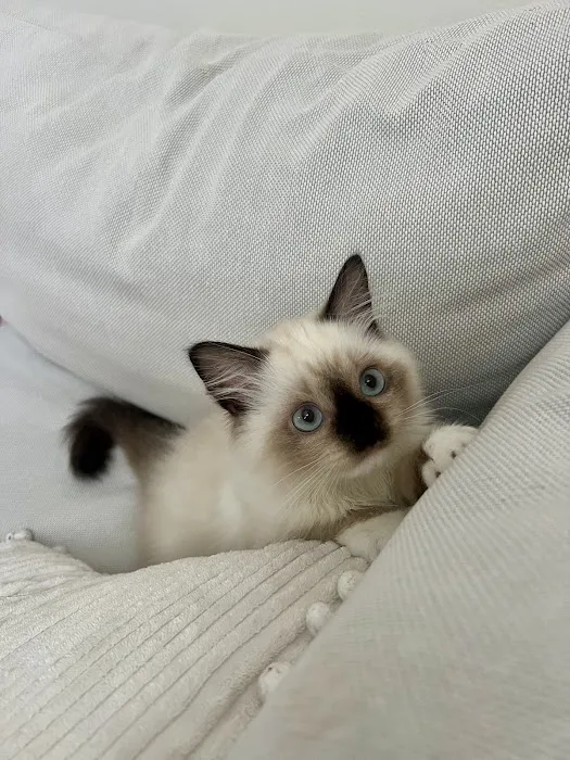 Fojo Ragdolls Picture 4