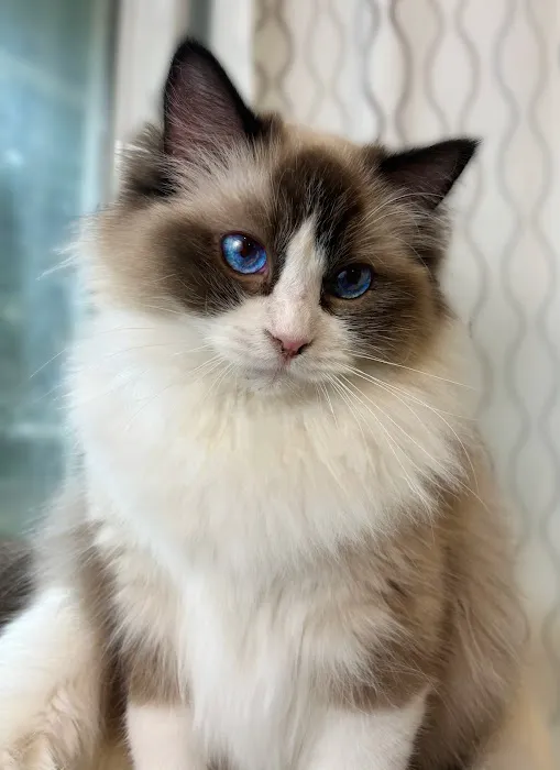 Fojo Ragdolls Picture 5