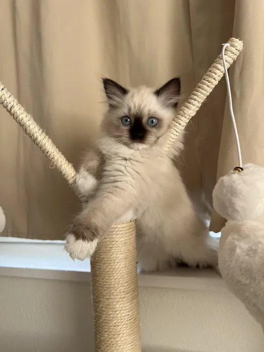 Fojo Ragdolls Picture 6
