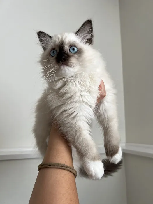 Fojo Ragdolls Picture 10