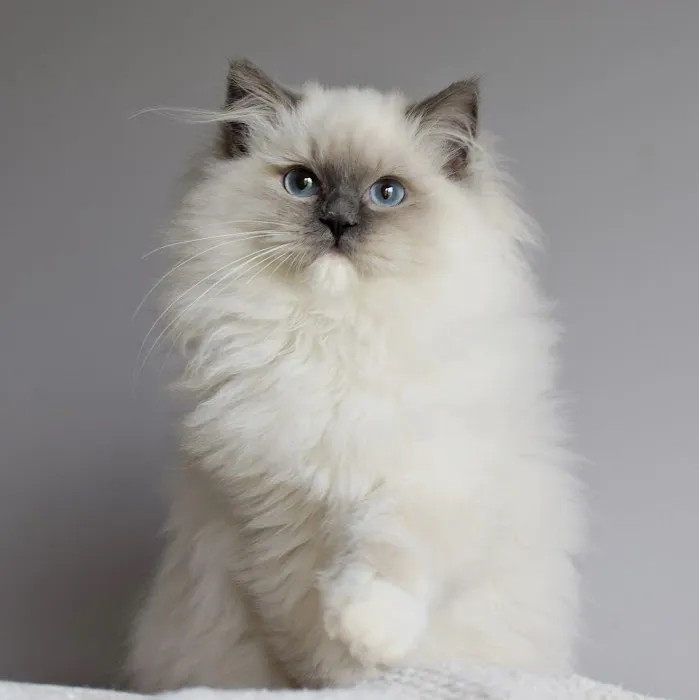 Fojo Ragdolls Picture 9
