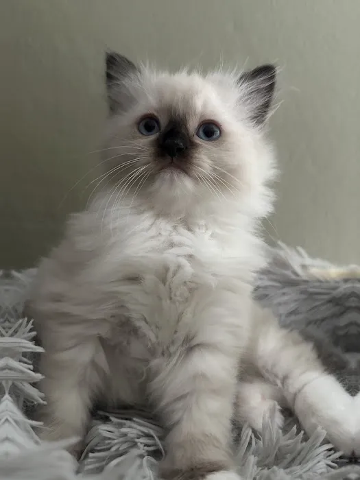 Fojo Ragdolls Picture 7