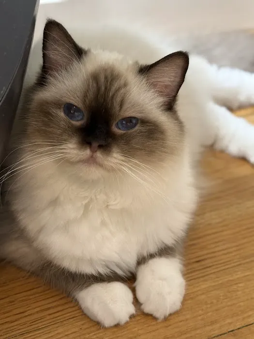 Fojo Ragdolls Picture 8