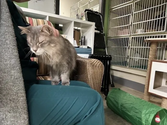 Cat Care Clinic Picture 1