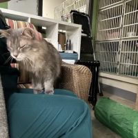 Cat Care Clinic ico