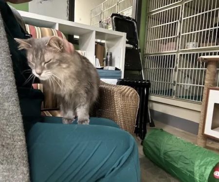 Cat Care Clinic