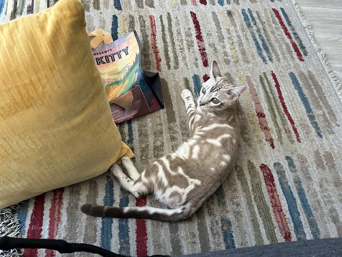 Cat Care Clinic Picture 5