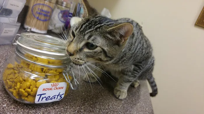 Cat Care Clinic Picture 4