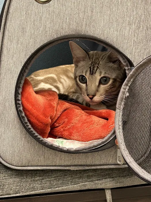 Cat Care Clinic Picture 7