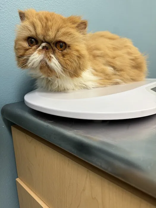 Cat Care Clinic Picture 6