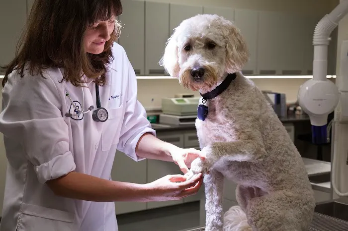 Loyal Family Veterinary Hospital Picture 8