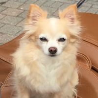Animal Wellness and Rehabilitation Center ico