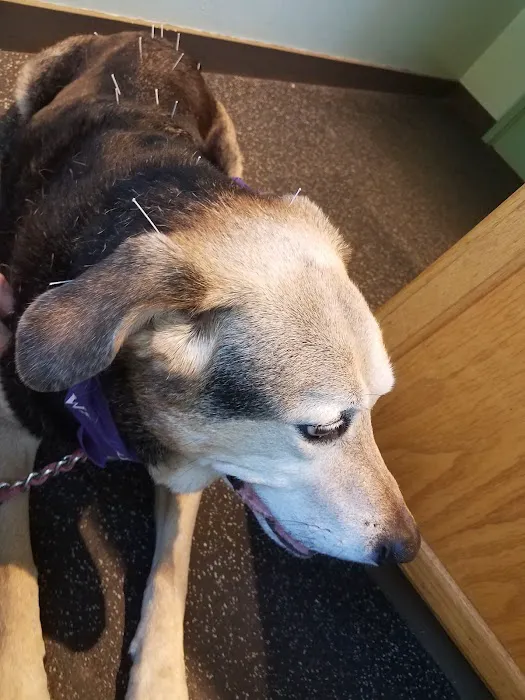 Animal Wellness and Rehabilitation Center Picture 10