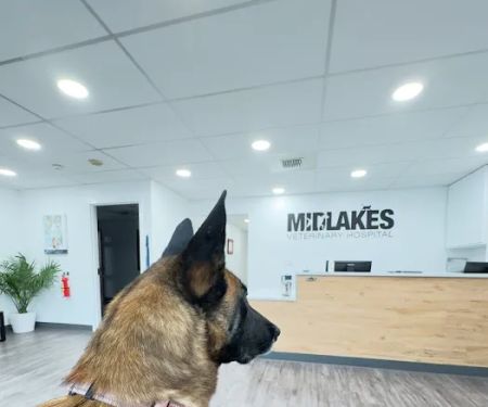 Midlakes Veterinary Hospital
