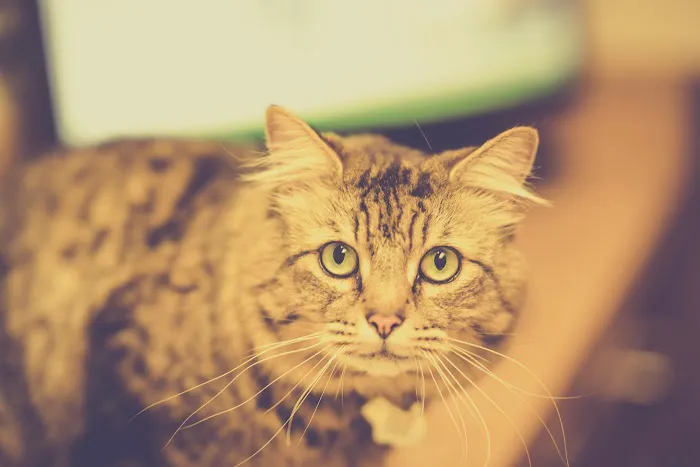 Renton Veterinary Hospital Picture 5