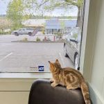 Renton West Veterinary Hospital