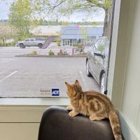 Renton West Veterinary Hospital ico