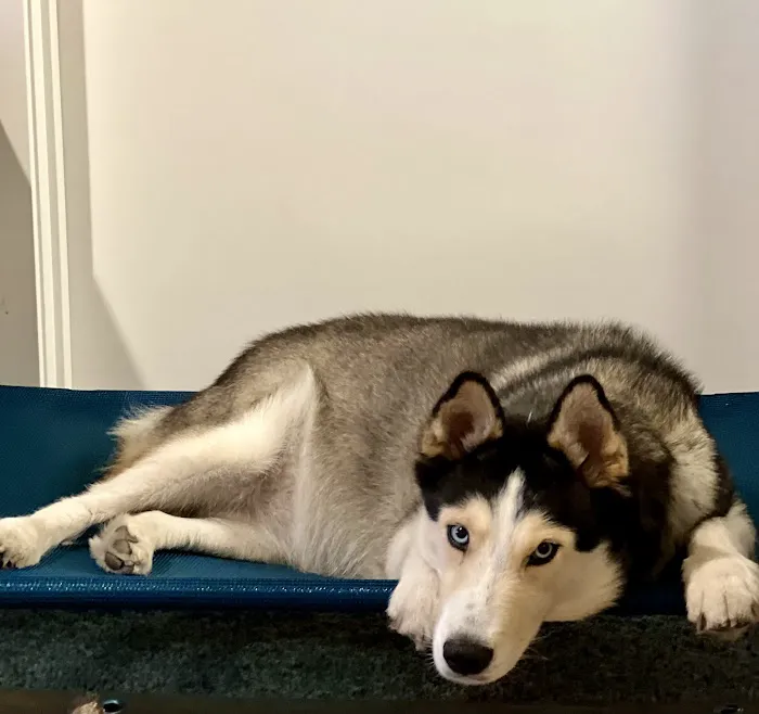 BluePearl Pet Hospital Picture 2