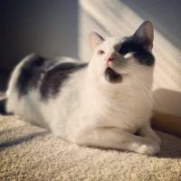 BluePearl Pet Hospital ico