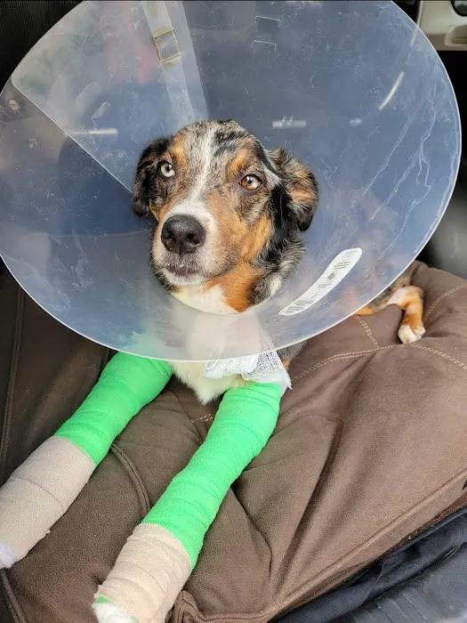 BluePearl Pet Hospital Picture 7