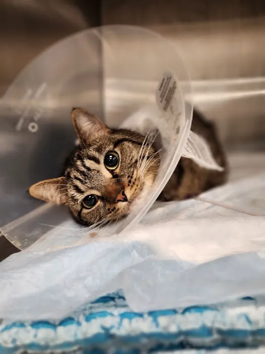 BluePearl Pet Hospital Picture 6
