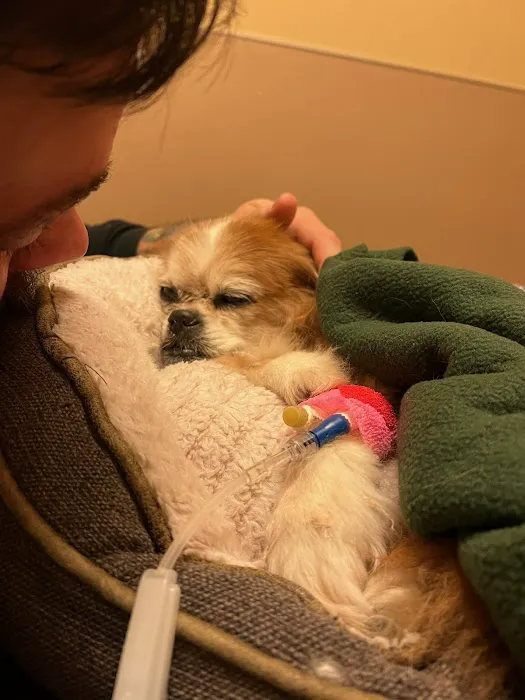 BluePearl Pet Hospital Picture 4