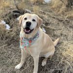 Veterinary Dental Specialties