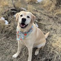 Veterinary Dental Specialties ico
