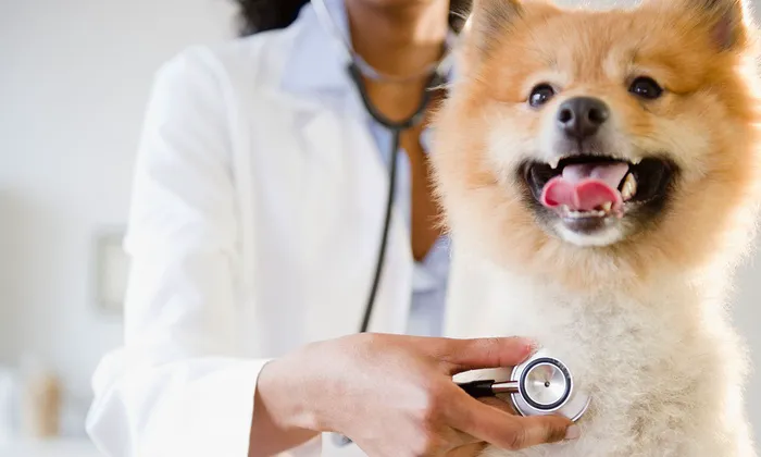 Airport Veterinary Clinic USDA Accreditated Veterinarian Class 2 All Animals. Picture 1