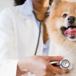 Airport Veterinary Clinic USDA Accreditated Veterinarian Class 2 All Animals.