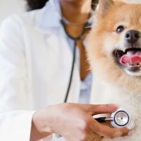 Airport Veterinary Clinic USDA Accreditated Veterinarian Class 2 All Animals. ico