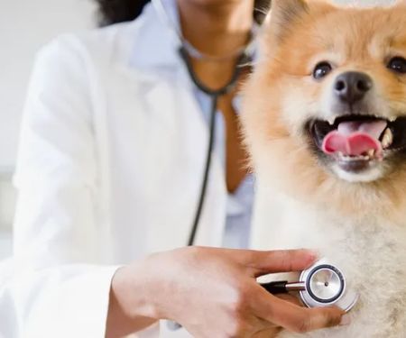 Airport Veterinary Clinic USDA Accreditated Veterinarian Class 2 All Animals.