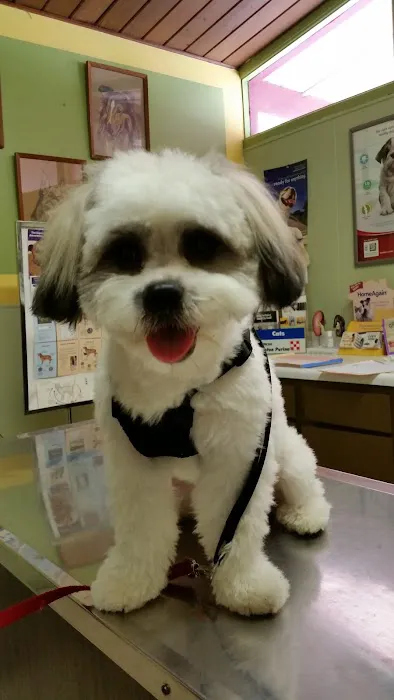 Airport Veterinary Clinic USDA Accreditated Veterinarian Class 2 All Animals. Picture 10