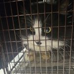 South County Spay Neuter Clinic