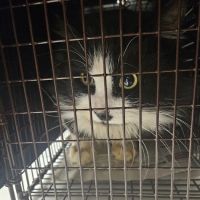 South County Spay Neuter Clinic ico