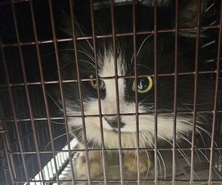 South County Spay Neuter Clinic