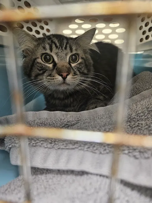 South County Spay Neuter Clinic Picture 7
