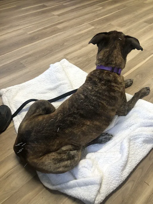 Pacific Heights Veterinary Hospital Picture 1