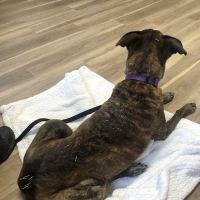 Pacific Heights Veterinary Hospital ico