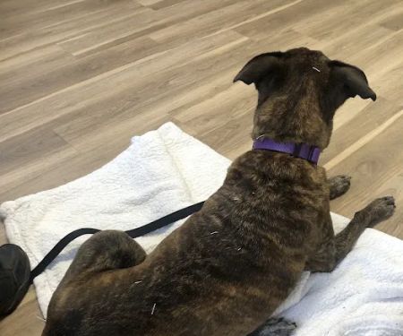 Pacific Heights Veterinary Hospital