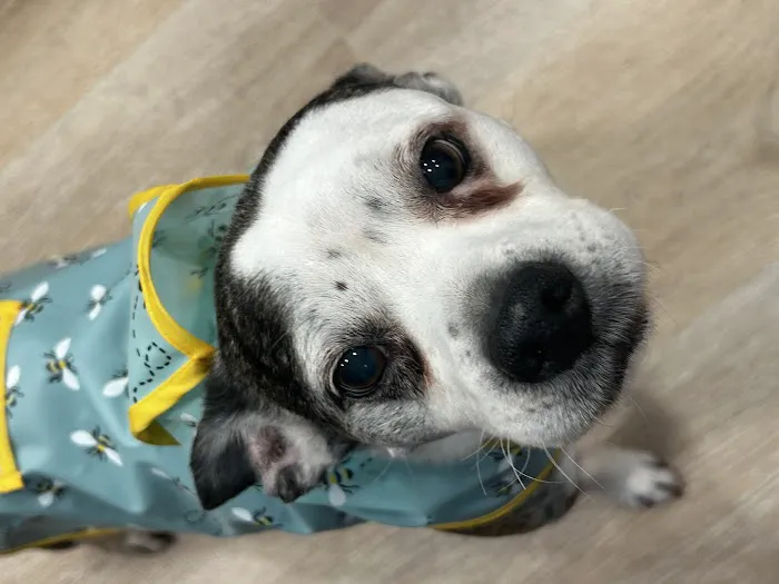 Pacific Heights Veterinary Hospital Picture 5