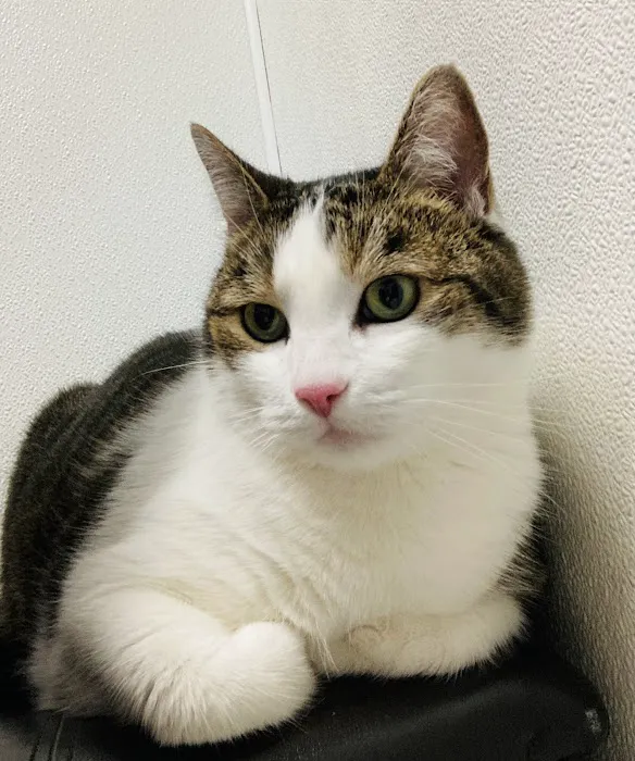 Renton Highlands Pet Clinic Picture 1